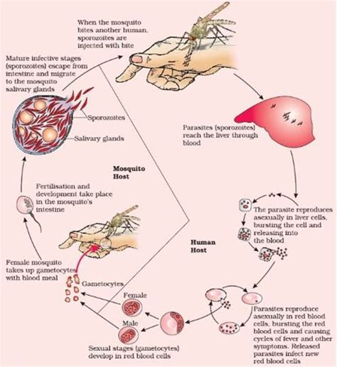 Life cycle in humans• mosquito takes a blood meal → sporozoites released into human's blood → infect liver cells. At what stage is Plasmodium picked up by the female ...