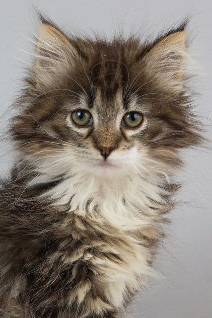 Norwegian Forest Cat Cute Cats And Other Fabulous