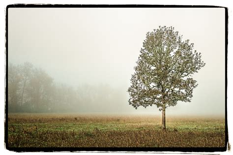 Lone Tree In The Fog Landscape And Rural Photos Jack Larson Photography