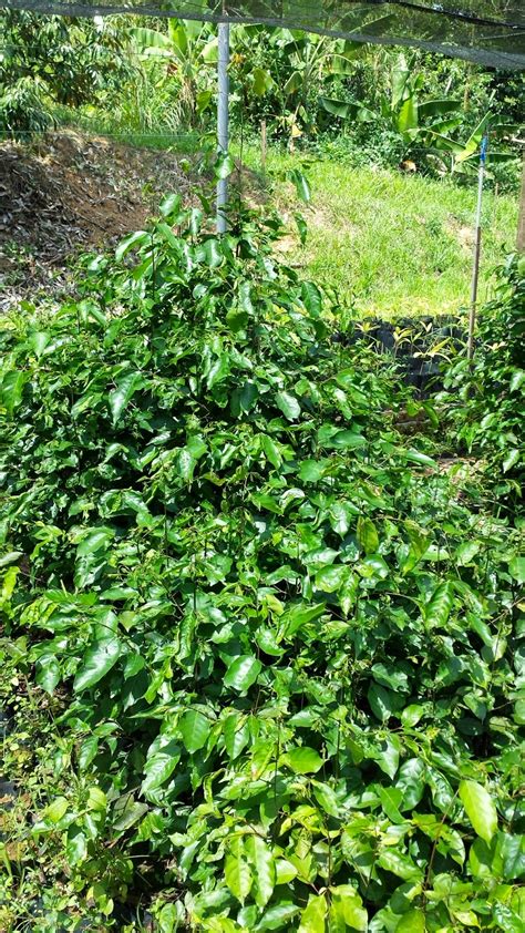 Nah nak dea, ini ummi ajarin pelajaran baru, coba berdiri. Dari Hutan ke Bandar...: Merawan Siput Jantan @ Cengal Pasir