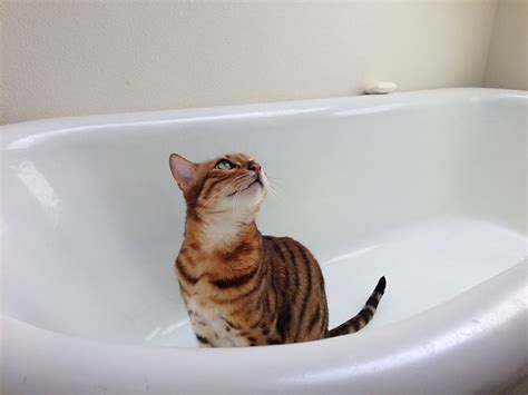 What To Do When Your Cat Pees In The Bathtub