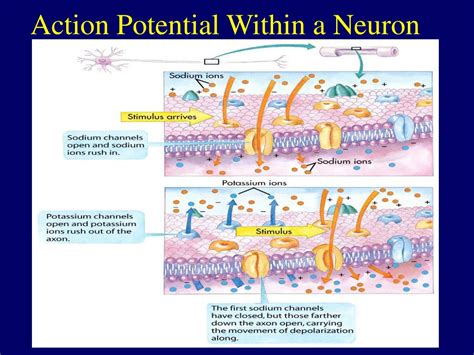 Ppt Action Potential Powerpoint Presentation Free Download Id481277