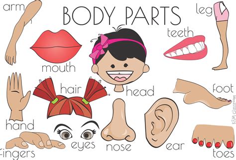 Foot Clipart Body Part Foot Body Part Transparent Free