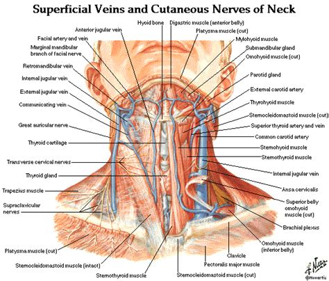 Anatomy and function neck, regions of the lower face, cervical spine, head joints, cervical organs. cervical | Nerve anatomy, Facial nerve, Muscle anatomy