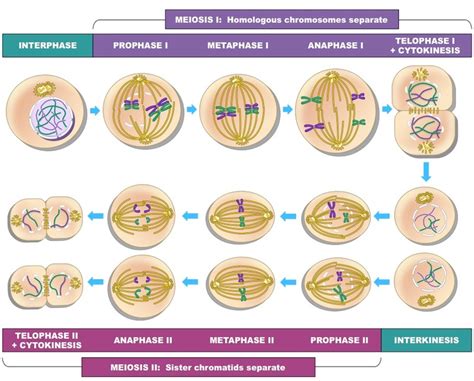 Stages Of Meiosis Bioninja