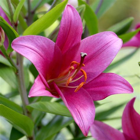 Lily Oriental Trumpet Ot Yelloween 5 Bulbs Longfield Gardens