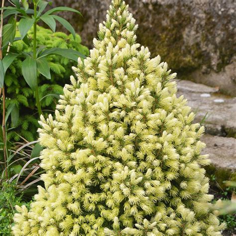Picea Glauca Daisys White Compact Evergreen Conifer Garden Plant