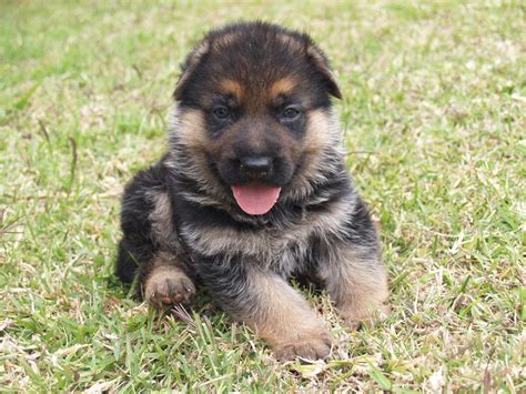 USA Puppy Pictures