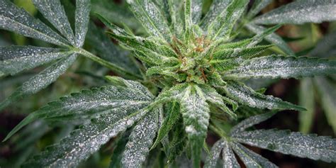 Cannabis plants can be male, female, or hermaphroditic, but the plants that are consumed are most often female. What Does Weed Mold Look Like?