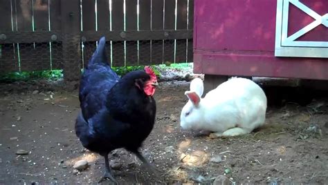 Chicken Update Video 22 The Chicken Rabbit Relationship Can They Be