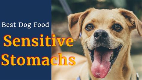 Raw food diet for dogs with sensitive stomachs. Best Dog Food for dogs with sensitive Stomachs . - YouTube