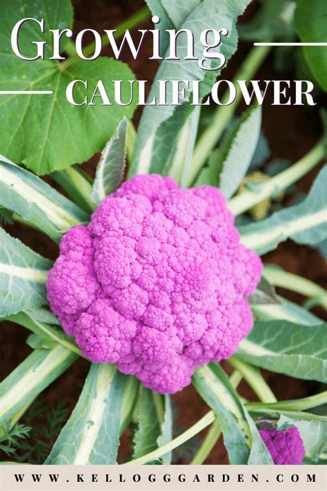 Growing Cauliflower Planting Care Tips Artofit
