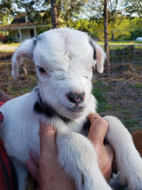 Buy Tennessee Fainting Goats Old Crowe Farm