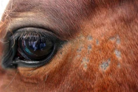 Bacterialfungal Skin Problems In Horses The Horse