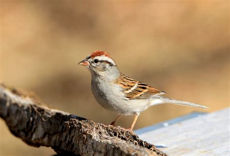 Chipping Sparrow On Branch Free Stock Photo Public Domain Pictures