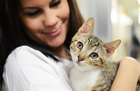 The Basics Of Cat Care Pets