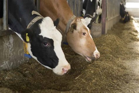 A Guide To Understand Livestock Feeding Check How This Guide Helps