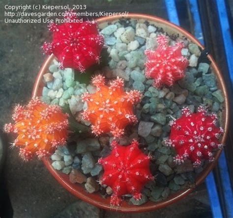 In the wild, propagation from seeds is the most common method. PlantFiles Pictures: Ruby Ball, Moon Cactus 'Hibotan ...