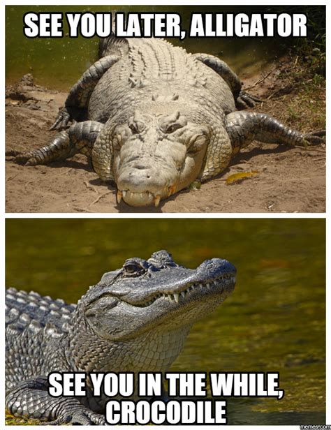 Alligator Memes