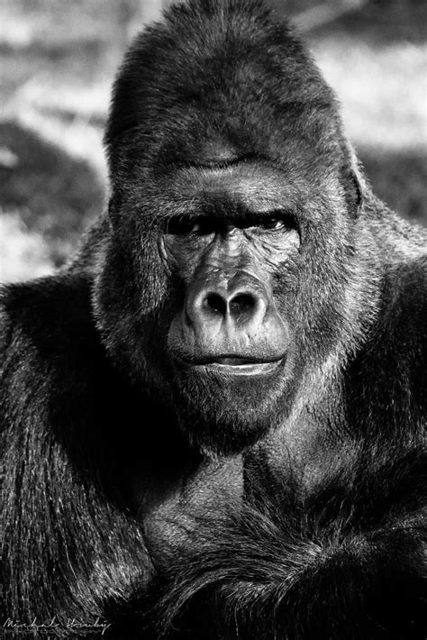 Gorila Nížinná Gorilla Gorilla Gorilla Michal Hruby