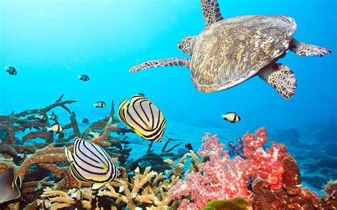 Ocean Underwater World Marine Life Dolphin Sea Turtle