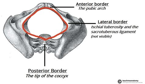 Learn the bones and features of the pelvic girdle with this narrated, animated tutorial. The Pelvic Girdle - Structure - Function - Assessment ...