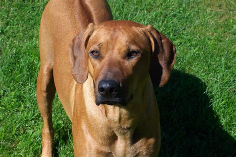 Rhodesian Ridgeback Dog Breed Information Puppies And Pictures