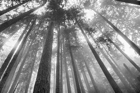 Fir Trees Iii Bw Photograph By Alan Majchrowicz Fine Art America