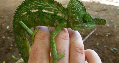 Labords Chameleon Facts And Pictures
