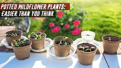 Can You Grow Wildflowers In Pots Gardenpicdesign