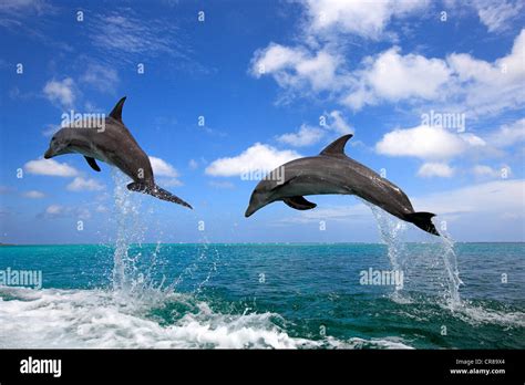 Two Bottlenose Dolphins Tursiops Truncatus Adult Jumping Out Of The
