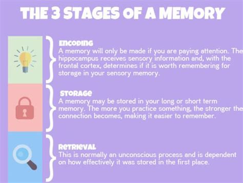 The 3 Stages Of Memory Memories Human Relationship Psychology