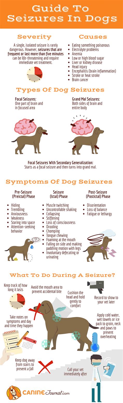 Dog Seizures Infographic Vet Tech School Vet Tech Student Vet