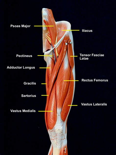 Iliopsoas muscle, a hip flexor muscle that attaches to the upper thigh bone. Human Anatomy and Physiology of Muscles Online on | Human ...