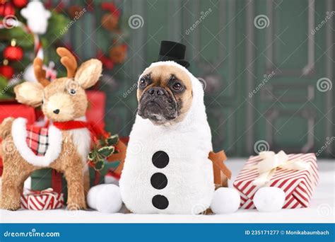 Funny French Bulldog Dog Wearing Snowman Winter Costume Surrounded By
