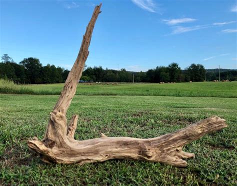 Large Driftwood Home Decor Driftwood Landscaping 45 Degree Angle