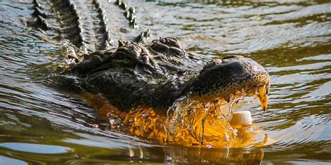 11, the state will issue 260 permits. Alabama alligator season opening this week - Yellowhammer ...