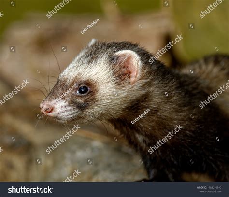 629 Holding Ferrets Images Stock Photos And Vectors Shutterstock