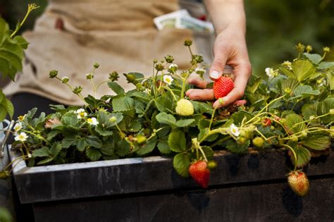 Growing Strawberries In The Home Garden