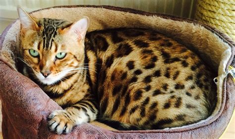 Bengal Kittens For Sale Bengal Cat Breeders Wiltshire Nevaeh Bengals