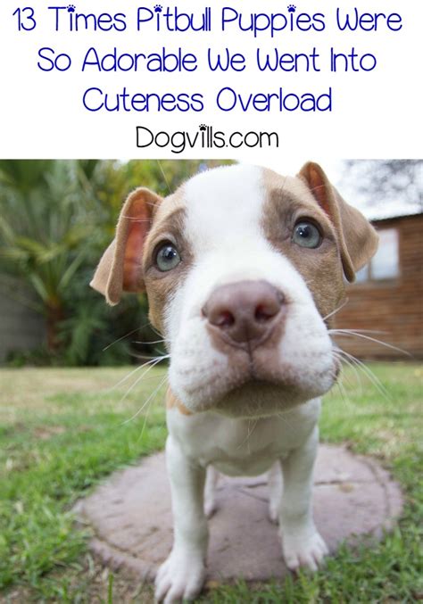 Training a hyper pit bull puppy means interrupting his hyper behavior (ideally as soon as he starts to act up). 13 Adorable Pitbull Puppy Pictures So Cute We Went Into ...