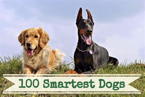 Smartest Dog Breeds Chart