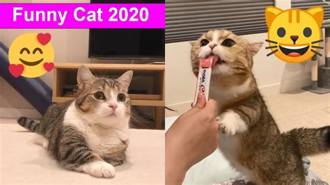 Try Not To Laugh 😻 Funny Cat 2020 Youtube