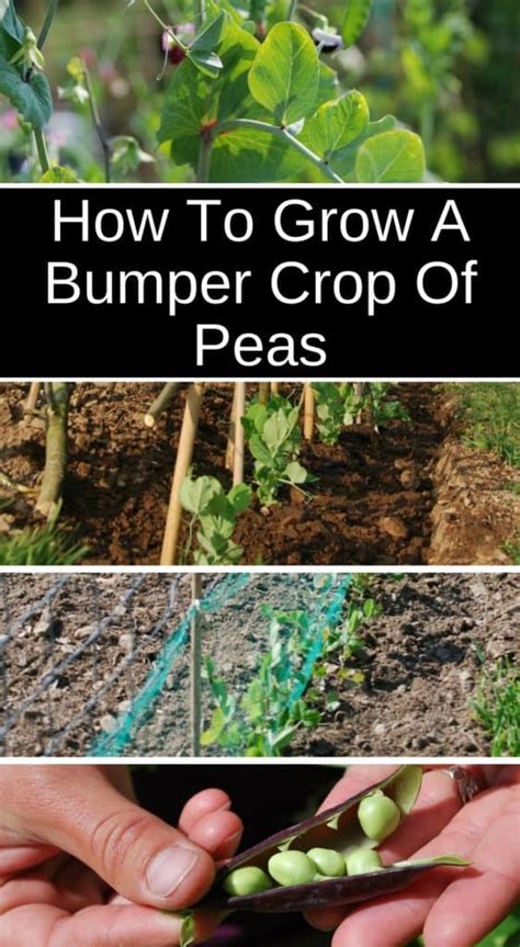 Everything You Need To Know About How To Grow Peas
