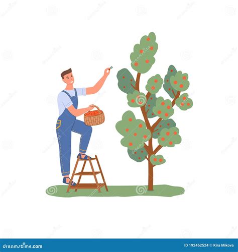 Gardening Man Picking Apples From A Tree Stock Vector Illustration Of