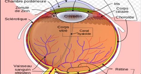 Formation Infirmiers Anatomie Et Physiologie De Lœil