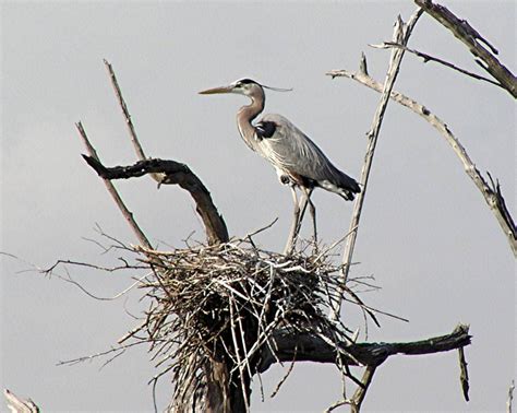 Great Blue Heron On Nest Photo By Dwayne Litteer Blue Heron Heron Photo