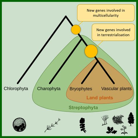 Plantae The Origin Of Land Plants Is Rooted In Two Bursts Of Genomic