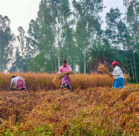 Reaping Of Crops By Three Women Farmers Pixahive