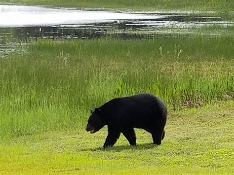 Florida Bear Hunt Open Forum